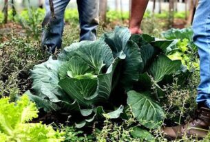 Prazo aberto: municípios podem aderir ao PAA para 2026 e fortalecer segurança alimentar