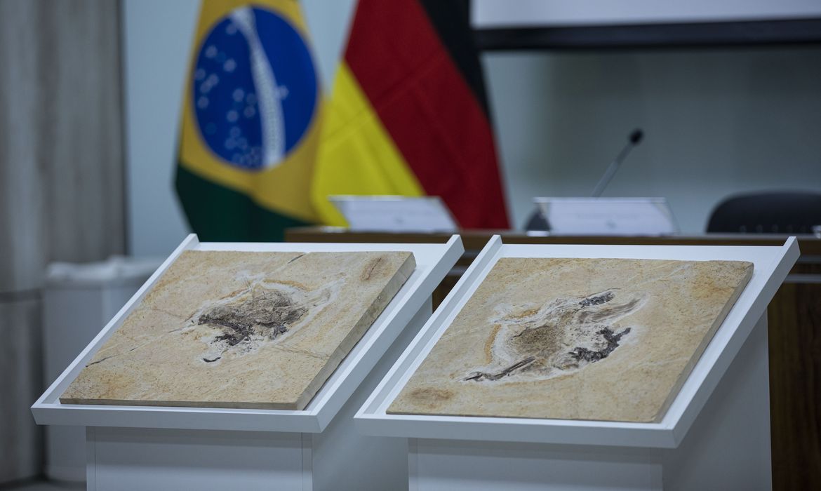 Repatriação de fósseis: Brasil intensifica esforços para reaver patrimônios de 14 países