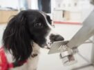 Cães farejadores: Ufes busca voluntários para pesquisa inovadora na detecção de doenças