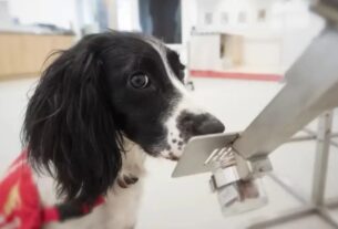 Cães farejadores: Ufes busca voluntários para pesquisa inovadora na detecção de doenças