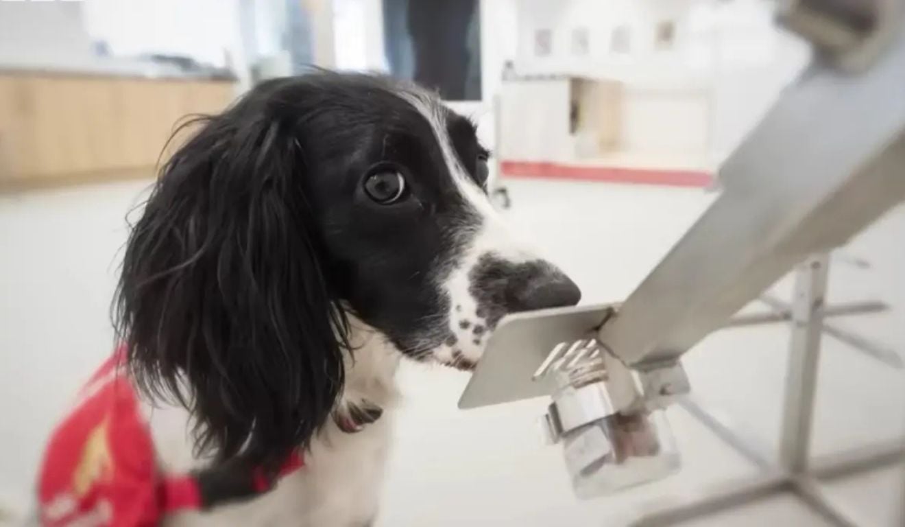 Cães farejadores: Ufes busca voluntários para pesquisa inovadora na detecção de doenças