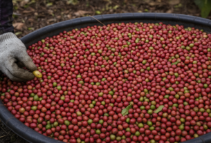 Bélgica e México lideram destinos do café conilon do Espírito Santo em julho; exportações sobem 79%