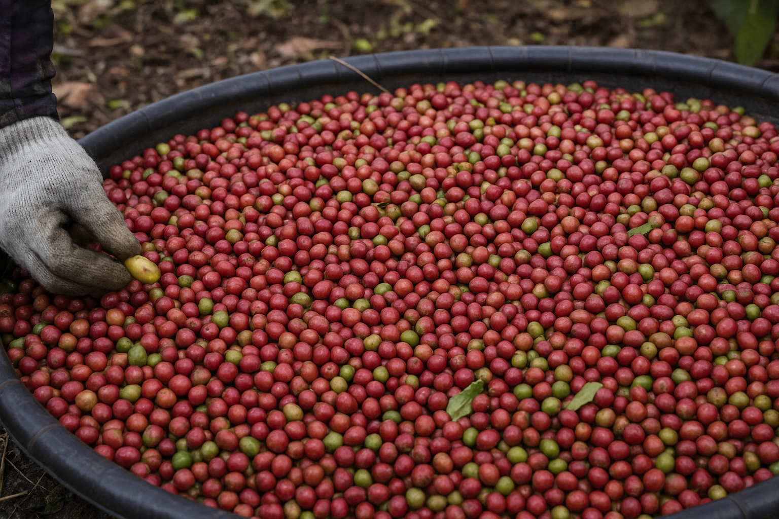 Bélgica e México lideram destinos do café conilon do Espírito Santo em julho; exportações sobem 79% 1 Bélgica e México lideram destinos do café conilon do Espírito Santo em julho; exportações sobem 79%
