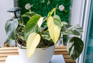 Folhas amareladas em plantas: 6 causas mais comuns e o que fazer para recuperar seus vasos